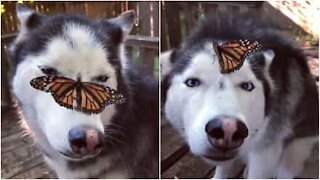 Un tenero husky e la farfalla sul muso