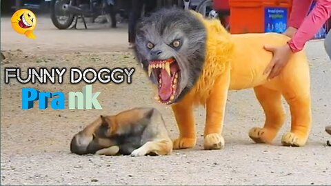 fake Lion & Troll Prank Doggy Funny and Huge Box Prank to doggy & Fake Tiger Prank To dog