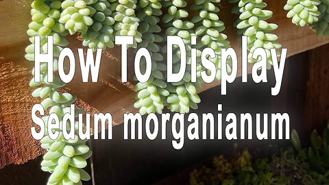 How to display the Sedum morganianum #shorts #succulent #gardening