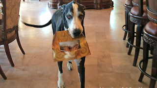 Happy Great Dane Loves to Carry Box of Chicken