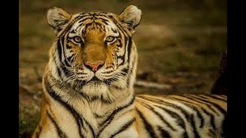 Royal bengal tiger wildlife