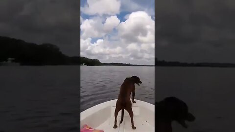 My 🐕 lives on the bow of the boat and first off at the beach