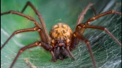 Jovem encontra aranha monstruosa na casa-de-banho