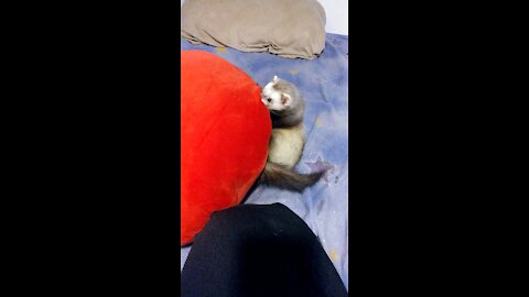 Pillow attacks Ferret