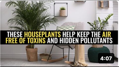 These houseplants help keep the air free of toxins and hidden pollutants