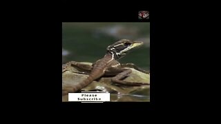 Basilisk Lizard Aka Jesus Christ Lizard Facts #shorts #amazingfacts #animals #reptiles