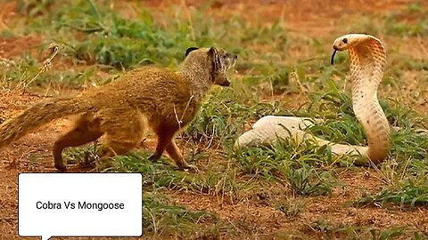 Cobra VS Mongoose..