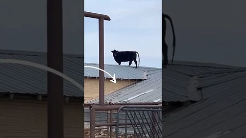 How Did a Cow Get on To A Roof ? #shorts