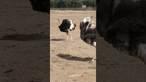Dancing ostrich [MUST SEE!] (check out original clip in description) #shorts