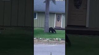 EXCITED black bear plays with soccer ball in Lake Tahoe neighborhood
