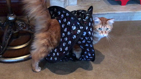 Funny cat loves his drive thru toy tent