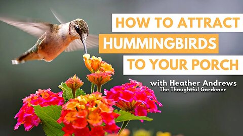 How to ATTRACT Hummingbirds to Your Porch