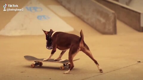 Skateboarding rat terrier shows off his super cool skills