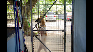 Watch: How these dogs managed to escape from a cage