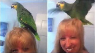 This parrot loves his owner's blow dryer!