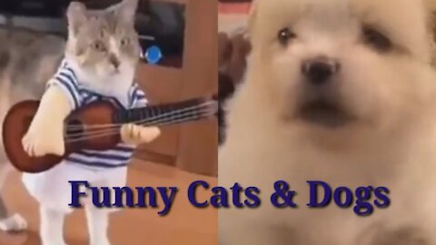 TOP Funny Cats and Dogs of the Weekly - TRY NOT SMILE #3#
