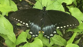 The Spicebush Swallowtail Butterfly