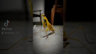 Grasshopper කණකොල පෙත්තා