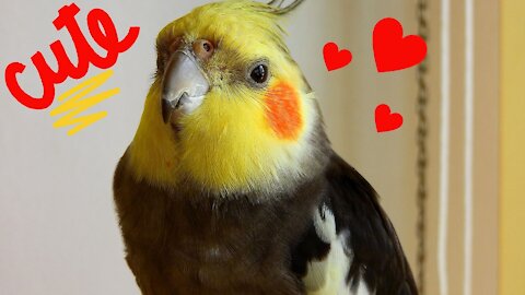 💖15 Things That Cockatiels Do