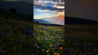 Wildflower season in Georgia🌸Caucasus Mountains, Georgia 🇬🇪