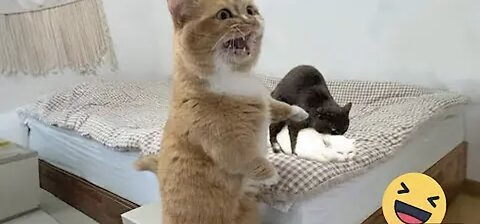 Try Not To Laugh Cats And Dogs Videos - Best Fun...