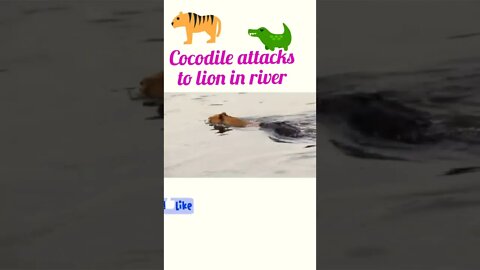 Cocodile attack to lion in river ®#shorts #shortsfeed #youtubeshorts