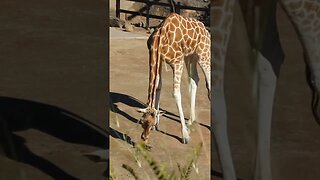 TARONGA ZOO GIRAFFES, CLOSE-UP 13-07-2012 🌏🦒🌿🦒🌱 🦒😊😀📸#travel #youtube #newvideo#subscriber#australia