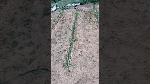 Homestead crops in the ground!