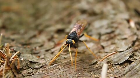 Dancing hornet in Carpathian forest