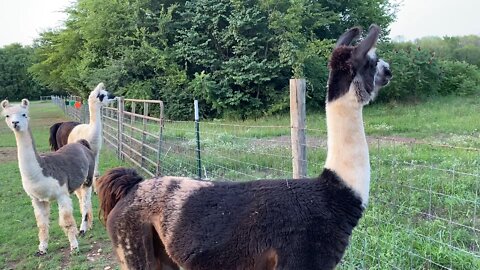 Our llamas sound the alarm when they see a new horse