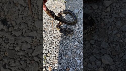I finally found a ratsnake!!!#snakes #herping #shorts