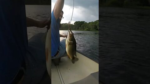 BASS RIGHT AT THE BOAT!!!