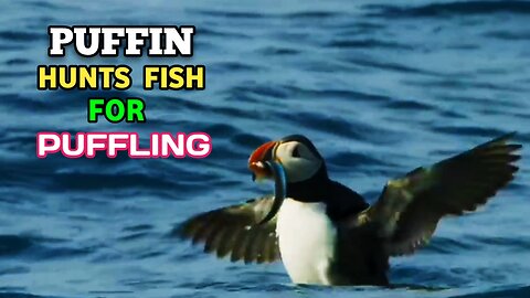 Puffin Hunts Fish To Feed Baby Puffin _ Puffin Saved The Fish From Fish Robber |