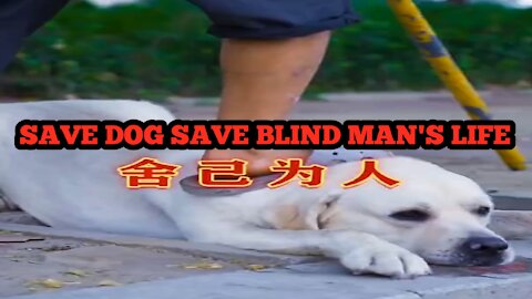SAVE DOG SAVE BLIND MAN'S LIFE