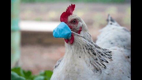 Breaking new bird flu restrictions worldwide