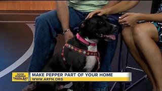 Rescues in Action June17 | Make Pepper part of your family