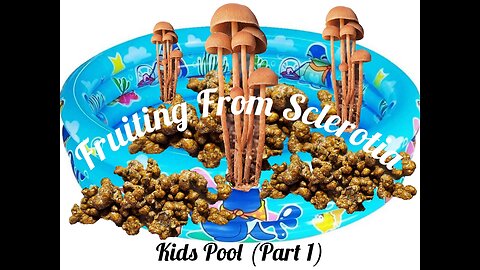 How to Fruit Ps. Tampanensis "Pollock" In A Kiddie Pool