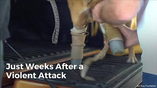After a Violent Attack; Prosthetics Give Cola the Dog a New Lease on Life