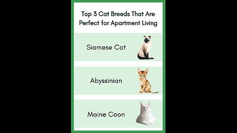 Top 3 Cat Breeds That Are Perfect for Apartment Living