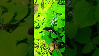 Common mormon butterfly drinking nectar (male)