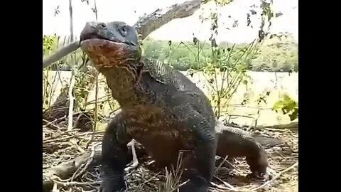 A Komodo dragon swallows a monkey whole in Indonesia.