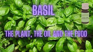 Basil - Holy Basil