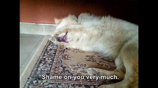 Dog gives priceless reaction to being shamed