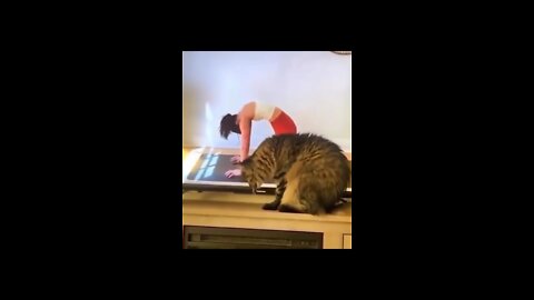 Funny Cats and Dogs