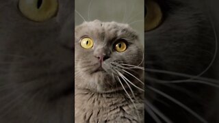 Funny Grey Pet Cat