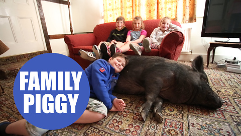 Twenty stone pig who lives as a pet with a family who found her running wild