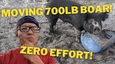 Moving a BIG BOAR