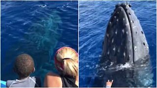Balena emerge per salutare i turisti