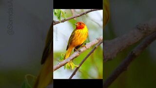 Yellow Warbler - Mariquita Amarela