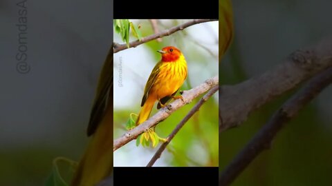 Yellow Warbler - Mariquita Amarela